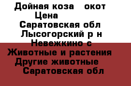 Дойная коза 3 окот › Цена ­ 5 000 - Саратовская обл., Лысогорский р-н, Невежкино с. Животные и растения » Другие животные   . Саратовская обл.
